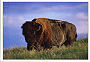 American Bison (Bos bison)